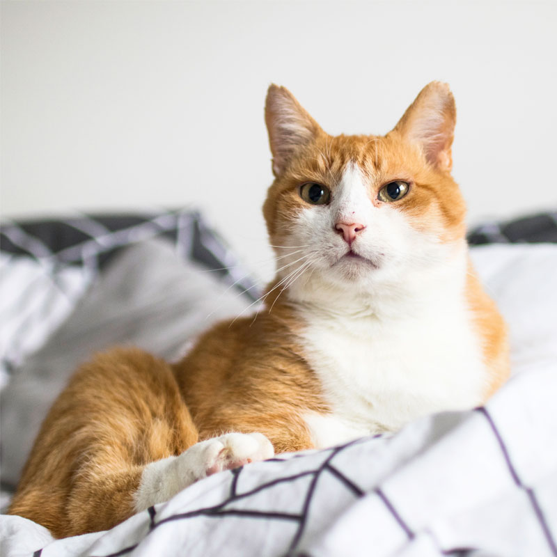 zdrowa dieta kota -  zdrowa karma dla kota - jak odchudzić kota?  agu blog